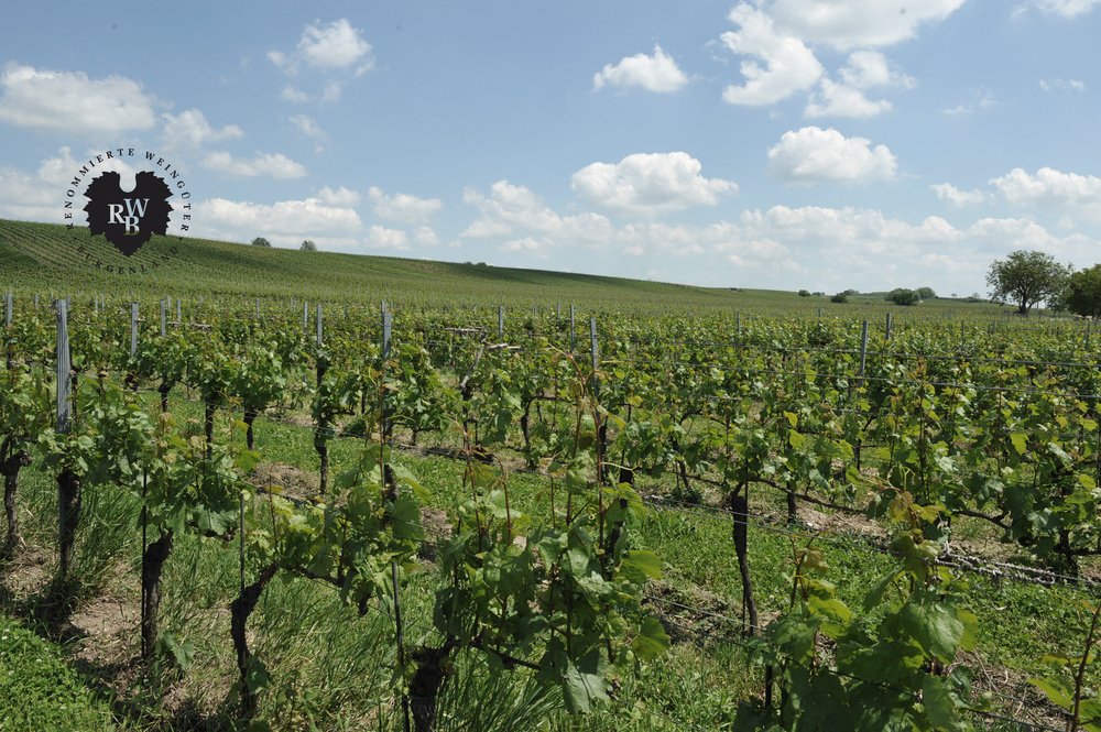 Wine estates - Renommierte Weingüter Burgenland
