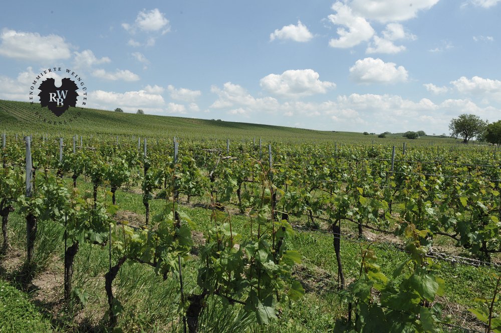 Weingärten - Renommierte Weingüter Burgenland