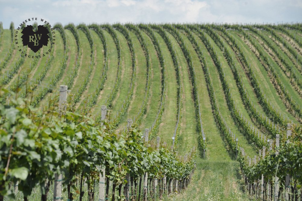 Renommierte Weingüter Burgenland