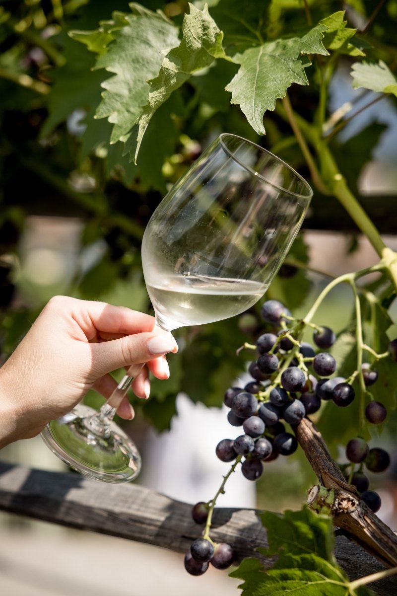 Wein am Berg - Summer Edition: Ausflug nach Südtirol in die Kellerei St. Pauls